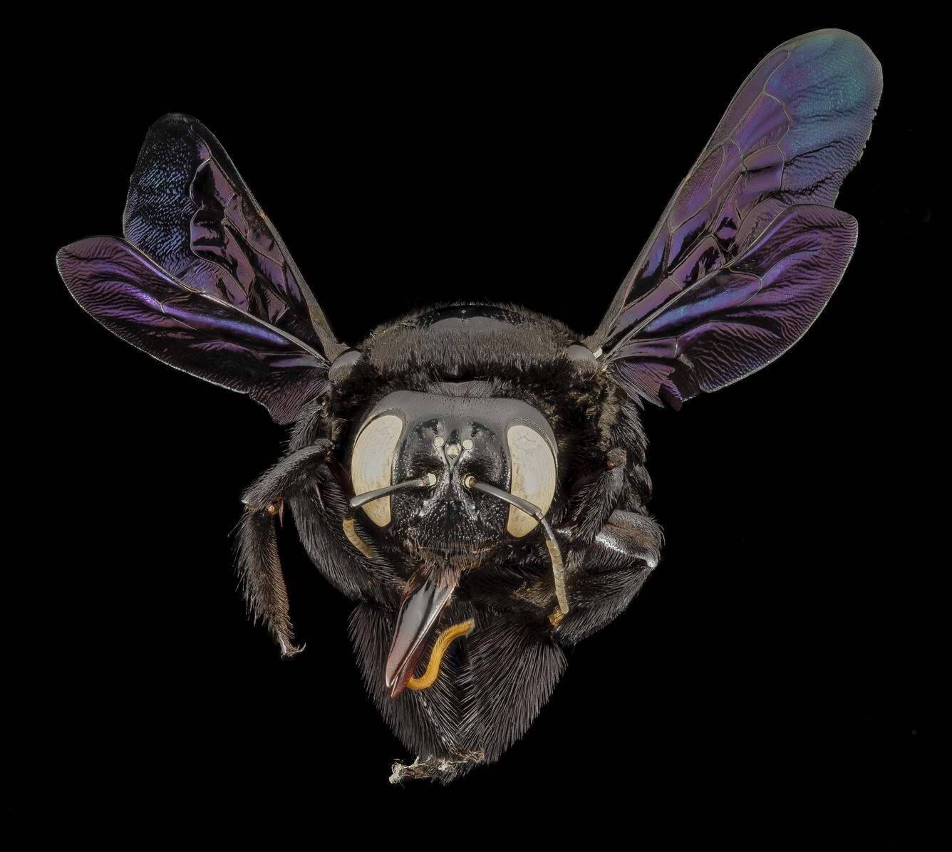 xylocopa pop green, f,thailand, angle | U.S. Geological Survey